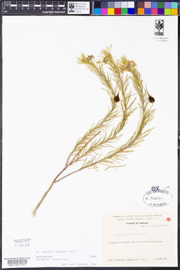 Asclepias linaria image