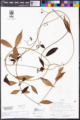 Blepharodon pictum image