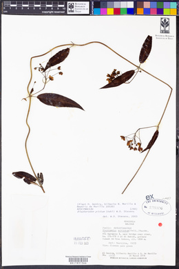 Blepharodon pictum image
