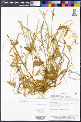 Funastrum clausum image