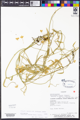 Funastrum clausum image