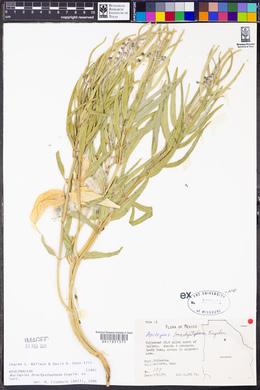 Asclepias brachystephana image