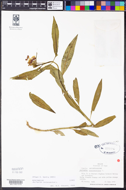 Asclepias curassavica image