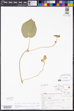 Polystemma guatemalense image
