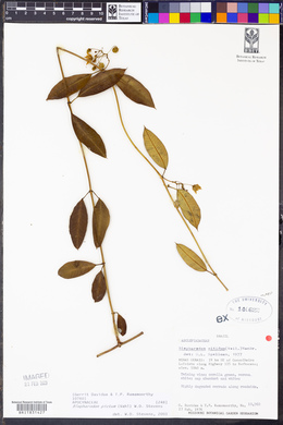 Blepharodon pictum image