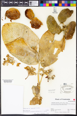 Calotropis procera image