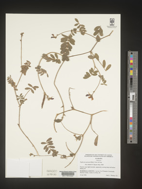 Tephrosia spicata image
