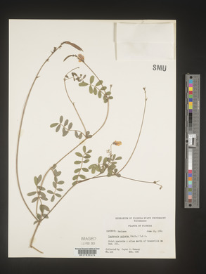Tephrosia spicata image