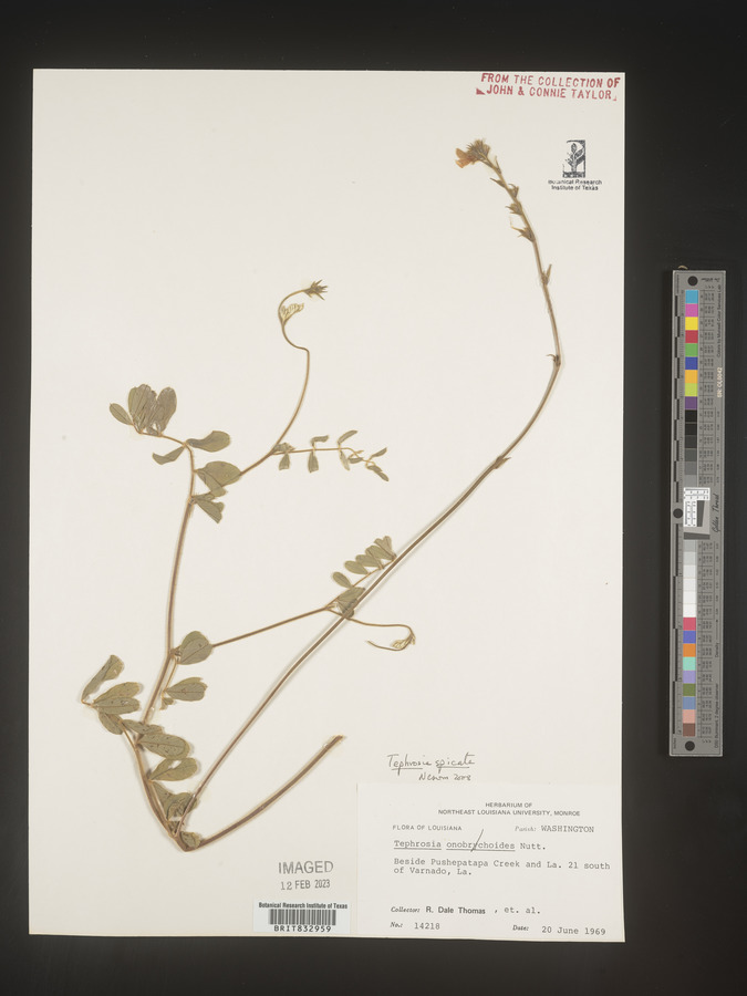 Tephrosia spicata image