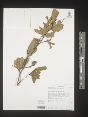 Image of Physena sessiliflora