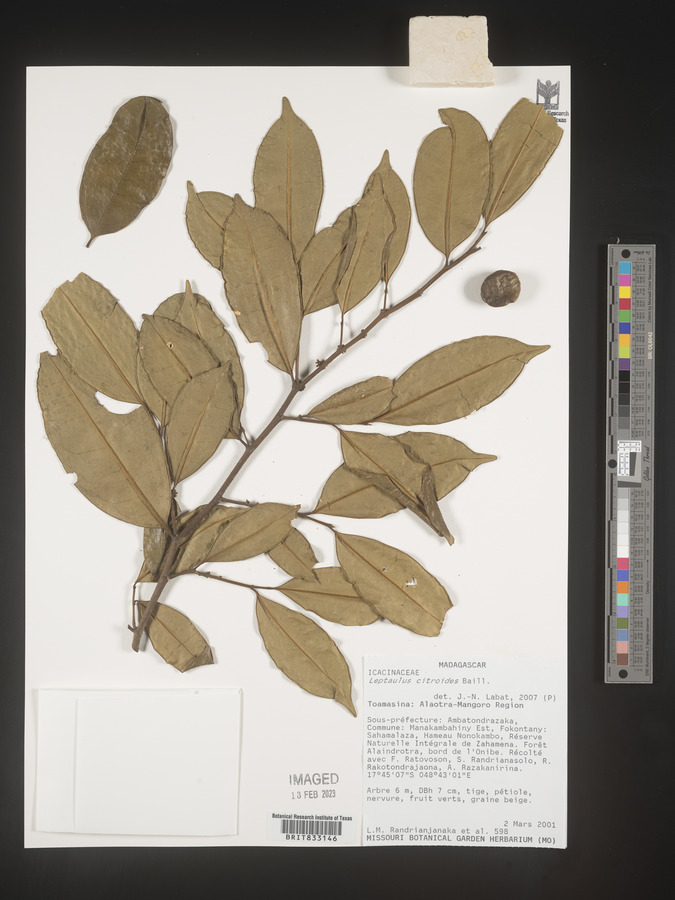 Leptaulus citrioides image