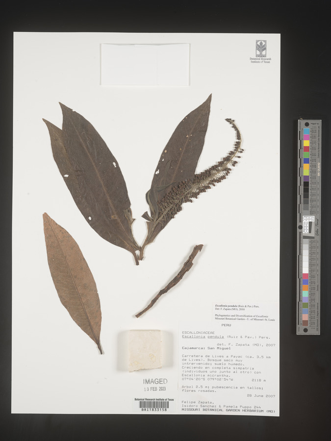 Escallonia pendula image