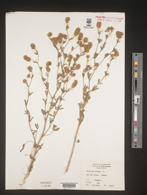 Trifolium arvense image