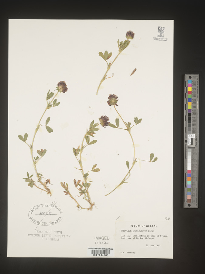 Trifolium involucratum image