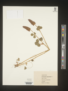 Trifolium incarnatum image