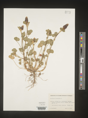 Trifolium incarnatum image