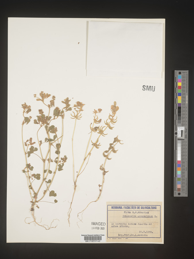 Trigonella image