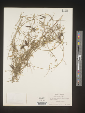 Vicia acutifolia image