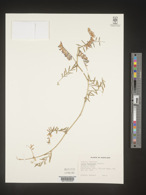 Vicia villosa subsp. varia image