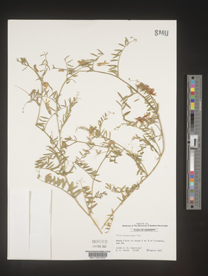 Vicia villosa subsp. varia image
