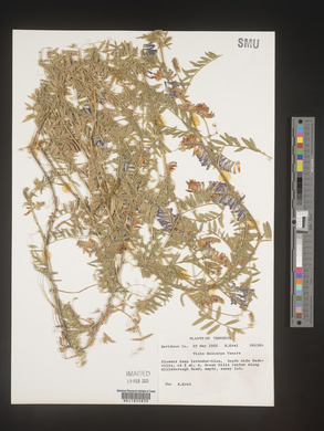 Vicia villosa subsp. varia image