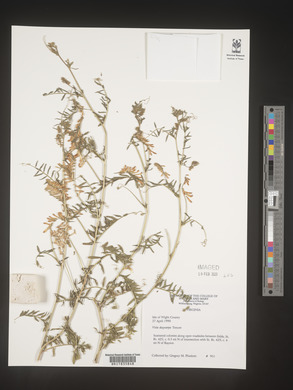 Vicia villosa subsp. varia image