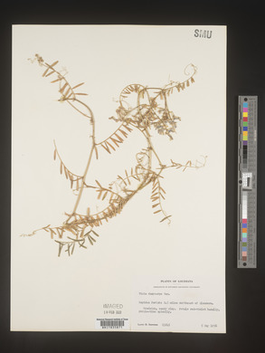 Vicia villosa subsp. varia image
