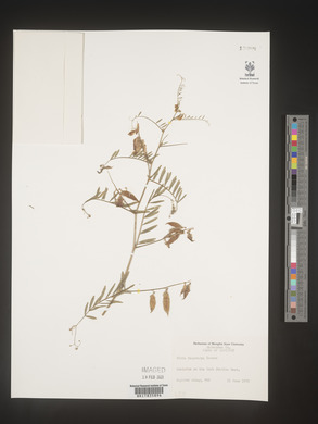 Vicia villosa subsp. varia image
