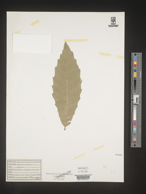 Castanea dentata image