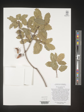 Quercus agrifolia image