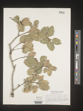 Quercus agrifolia image