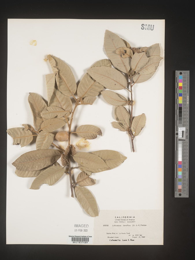 Lithocarpus image