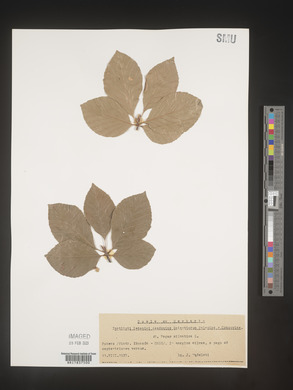 Image Associated With the Occurence