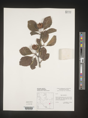 Image Associated With the Occurence