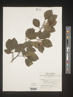 Image Associated With the Occurence