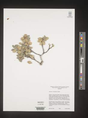 Quercus alvordiana image
