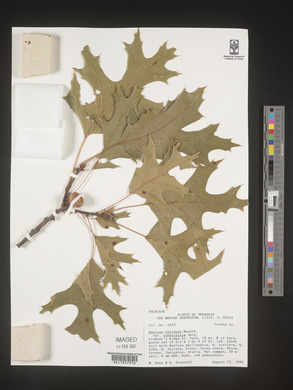Quercus coccinea image