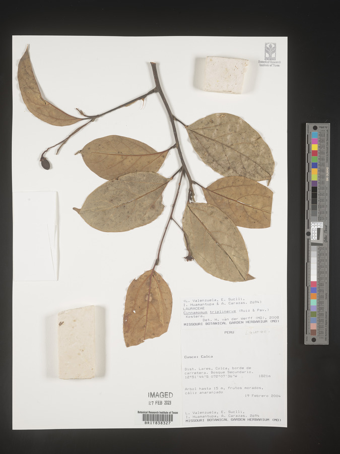 Cinnamomum triplinerve image