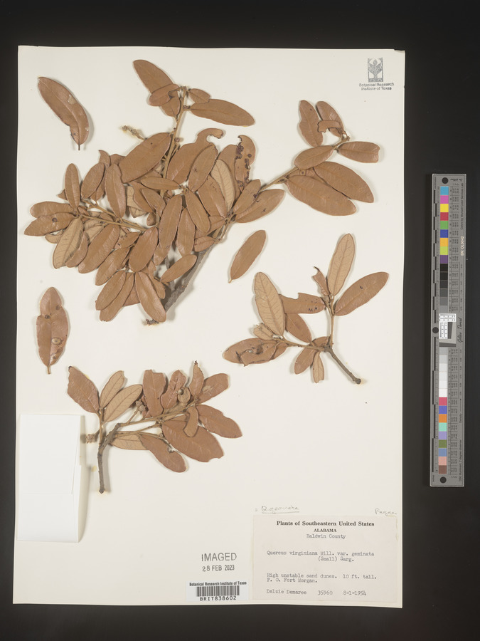 Quercus geminata image