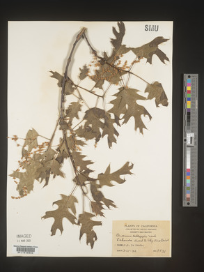 Quercus kelloggii image