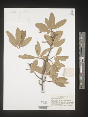 Quercus incana image