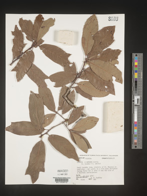 Quercus incana image