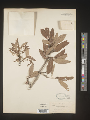 Quercus incana image