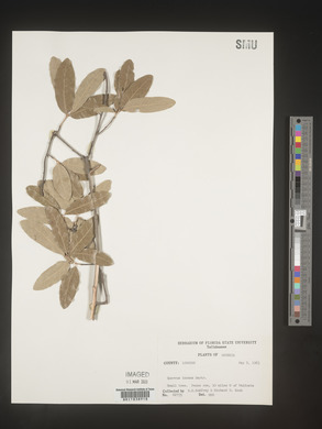 Quercus incana image