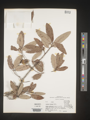 Quercus incana image