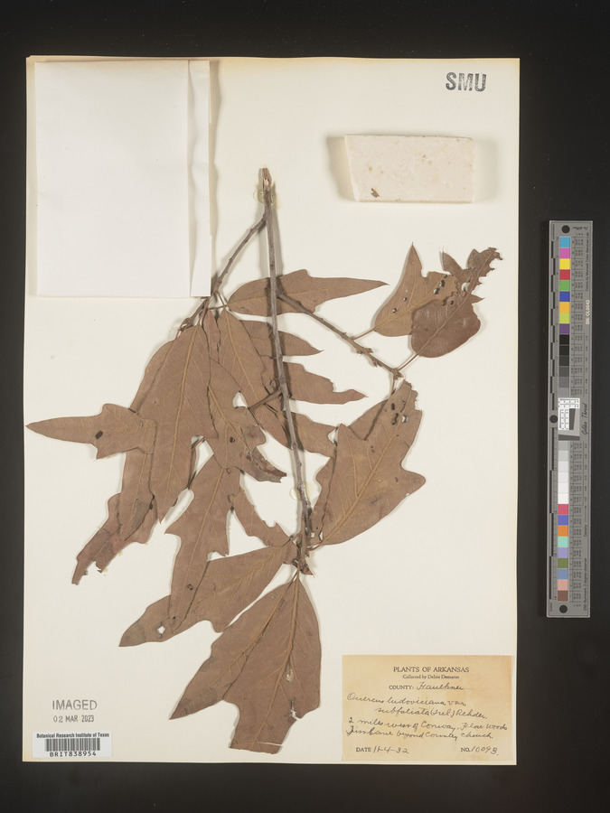 Quercus ludoviciana image