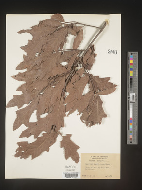 Quercus ludoviciana image