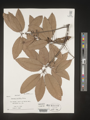 Quercus laurifolia image