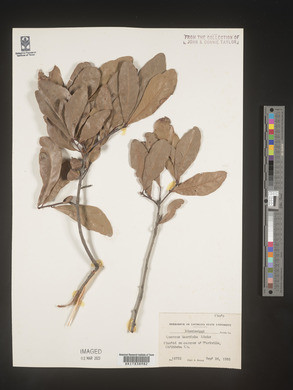 Quercus laurifolia image