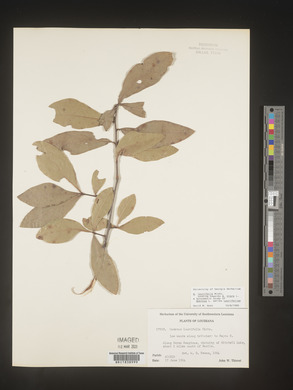 Quercus laurifolia image